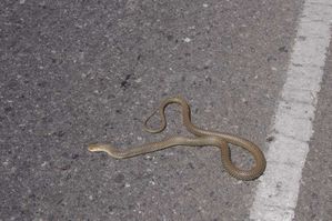 2.-Serpent-sur-la-route.jpg