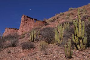4.-Cactus-et-formations-rocheuses-aux-environs-de-Tupiza.jpg