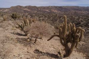 Cactus-dans-les-sombres-montagnes-arides-a-proximite-de-C.jpg