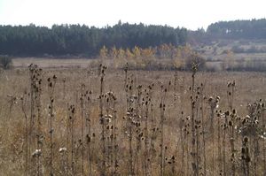 2. Les chardons dans les prairies bulgares