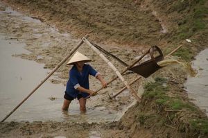 2.-Femme-travaillant-dans-les-champs.jpg