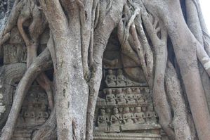 2.-Sculptures-dans-les-racines-au-temple-de-Ta-Som.jpg