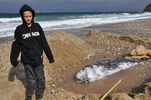 Grèce : mer, agrumes... 0339