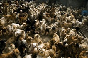 1500-chiens-200-chats.jpg