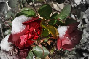 roses-colours-n-bnw.jpg