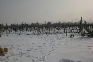 CIMG8298.JPG