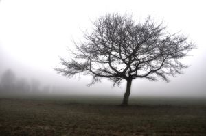 Arbre et brouillard - Valerie ABEL - Saint-Philbert-des