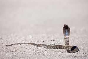 Zebra Schlange