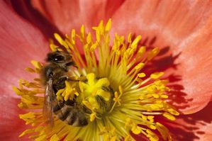 pollen-2.jpg