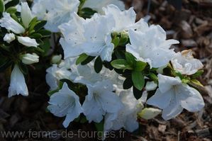 azalea japonica white way