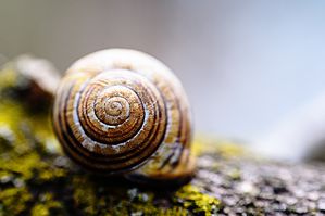 Un escargot (snail for you Americans)