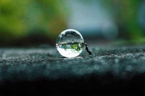 ant water drop