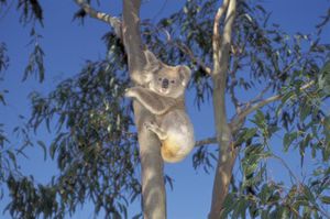koala-arbre.jpg