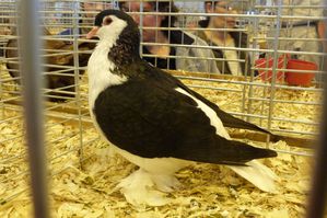 salon-de-l-agriculture-2014---pigeon.jpg