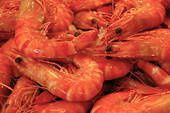 crevettes1.jpg