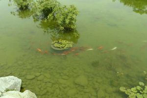 poissons-rouges
