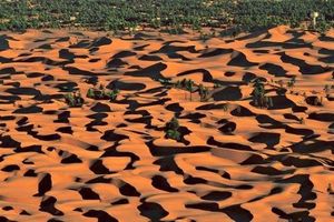 oasis-el-golea