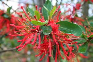 Embothrium-coccineum--Brest--29--.jpg