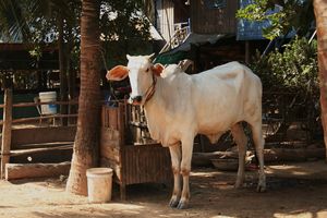 cambodge1-458.JPG