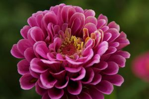 fleurs arc et senans utopie3