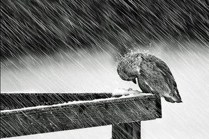 Oiseau-pluie.jpg