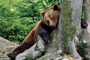 10.06.21.Ours dort arbre-copie-1