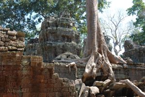 Ta Prohm - sa végétation - 16