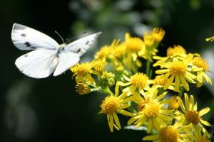 Aout-2009_1305.jpg