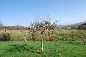 Pommier-Starkrimson---aprest-la-taille.jpg