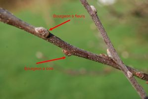 bourgeons.jpg