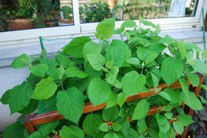 Hydrangea arborescens Anabelle002