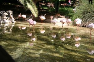 FlamandsRoses