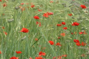 coquelicots-de-Corinne-ce-papillonnement-tellement--ph.jpg