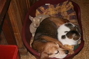 sanctuaire pour animaux de ferme domaine de douages (2)
