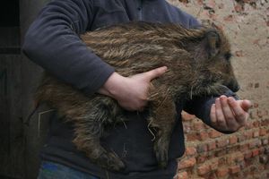 sanctuaire pour animaux de ferme domaine de douages (6)