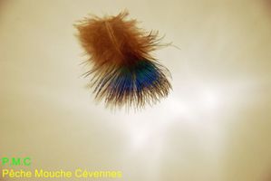 Mouche-bleue 0382 (Copier)