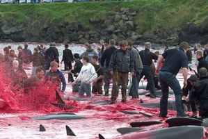 dauphins-massacre-feroe_09.jpg