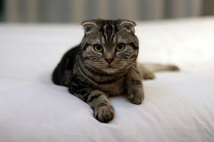 Scottish_Fold-brown-tabby-tom-thai.jpg