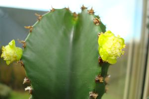 cactus-009.jpg