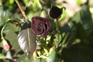 black-baccara-modif.jpg