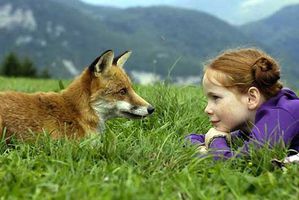 renard_enfant.jpg