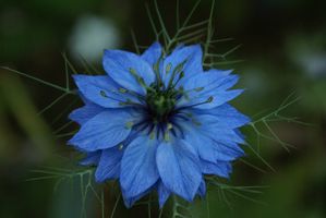 nigelle-de-damas--2--modif.jpg