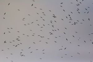 martinet-a-tete-grise-great-dusky-swift-cypseloides-senex.jpg