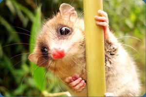 monito.jpg
