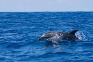 duree rencontre avec dauphins marineland