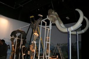 mammouth de baulou