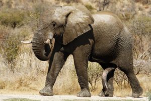 ELEPHANT.jpg