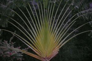 Montserrat 071