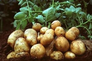 legume-pomme-de-terre-amflora-genetiquement-modifi-copie-1.jpg