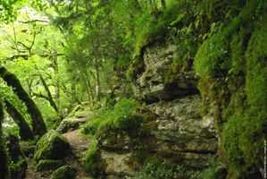 galerie-membre-foret-foret-jurassienne.jpg